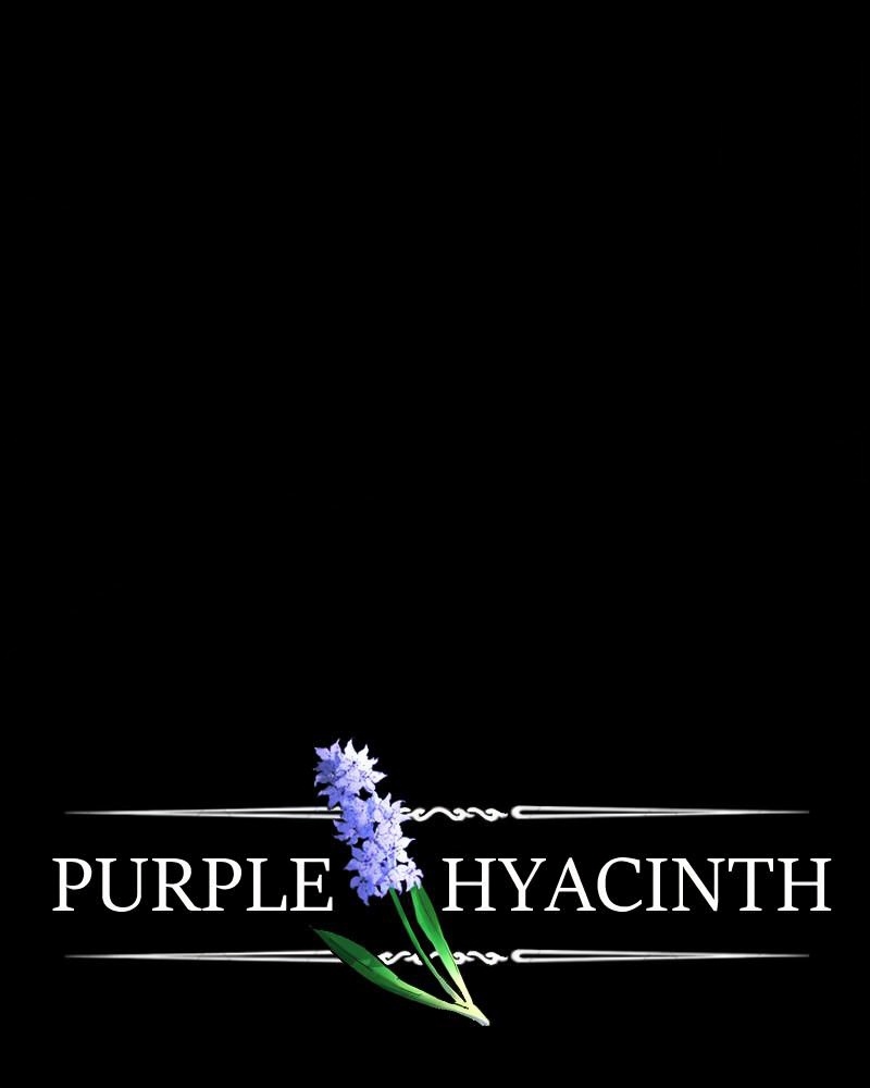 Purple Hyacinth page 1
